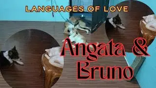 Angata & Bruno's Playtime: Love Beyond Words