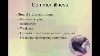 Critical Care of the Sick Neonatal Kitten: 3. Common Illnesses of Neonatal Kittens - class