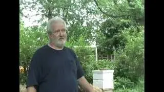 The Mystery of Disappearing Bees