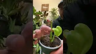One Simple Trick to Bring Back Faded Indoor Plants