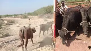 #top #banni #baffalo #viral #viralvideo #villagelife 