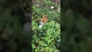spider catch a fly