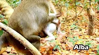 Kidnapped....Kidnapped Own Mum Anna Fight Alba So Hard | Alba Cry Break Sound Hurt