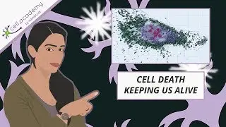 How cell death keeps us alive