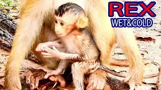 ADORABLE BABY REX IS WET AND COLD AFTER RAIN FALL, HE NEEDS WARMTH FROM ROSE,THANKS ROSE BEST CARE
