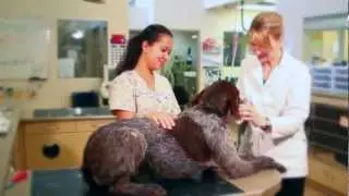 A Dog's Perspective of South Burnaby Veterinary Hospital
