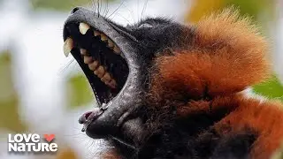 The Giants of the Sky: Meet the World&rsquo;s Largest Bats | Animal Empires 104