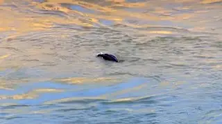 Snorkeling Bird