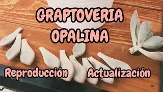 🩷Graptoveria Opalina🩷 Reproducción  #suculentas #plantas #cactus #plantassuculentas