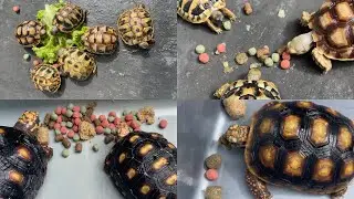 SARAPAN PAGI! 😋 | SULCATA, HERMANNI, GRAECA, CHERRYHEAD, REDFOOT 🐢 | INDONESIA 🇮🇩