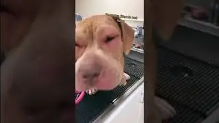 Bee&rsquo;s Sting Dog *BAD*