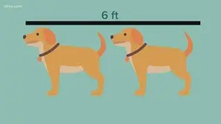 As you social distance, here are examples to help estimate how far away 6 feet is