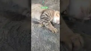 Rumput Akar Kucing Bikin Kucing Galak ?! #cat #catlover #catnip #kucingmujair #soundcat