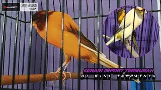 18 Januari 2026 FULL KENARI YS VS RASMI