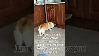 Чем кормить корги? #коргипемброк #вельшкоргипемброк #dog #dogshorts #shorts #питание