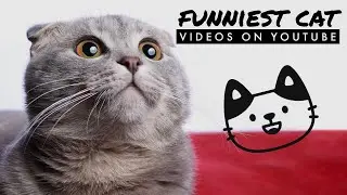 😹 These cats will make you Laugh 🤣  Funniest Cats On YouTube  😍  We Love funny cats