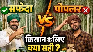 Kisan khet me poplar lagaye ya safeda #tree #farming @Bharatkisanjivan
