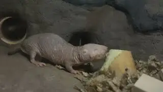 Naked Mole-Rat Day celebration welcomes Sacramento Zoo&rsquo;s newest colony