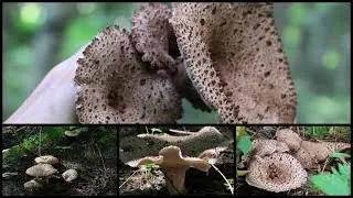 北海道 灼熱のコウタケ祭り 20230825