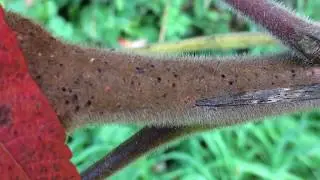 Stag's horn sumach (Rhus typhina) - branches - October 2017