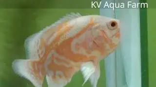 Red Eye White Tiger Oscar 3.5 inch