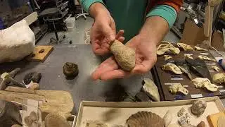 Окаменевший копролит с Кевином