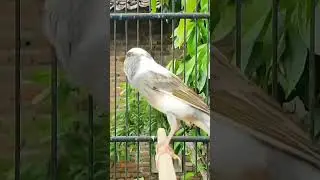 ❤️ Le Canari Magnifique Oiseau Chanteur ❤️ 😍#ChardonneretGolden #BilelKios #بلال_كيوس #CanariBK