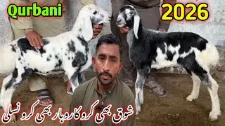 Hussain Goat Sheep Farm Visit Latest Update🔥|25-Dec-25❤️ Mandi Say Kam Kimat Mein🥵,