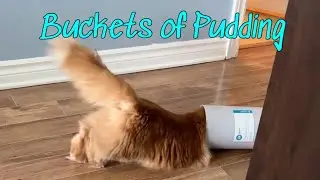 My cat's bucket obsession