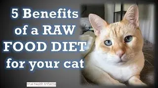 5 Benefits of a Raw Food Diet for Cats &ndash; Healthy Homemade Cat Food / Raw Meat Diet for Cats