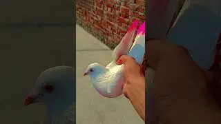 #trending#minivlog#pigeon#lover#kabutar daily mini vlog &hearts;️