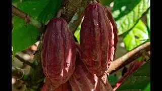 BFREE's Cacao Agroforestry Program