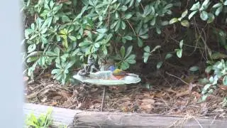 Pretty Bird!  Male Painted Bunting (Passerina Ciris)
