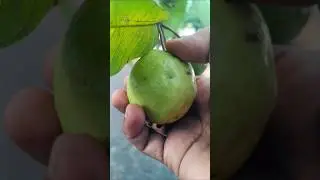 Local White Guava Harvest from Our Home Garden!