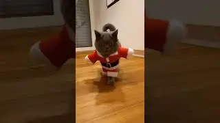 Christmas Cat | Funny Cat Christmas | Cute Christmas Cat | Funny Christmas Cat Memes | 🎄 🎅 #Shorts