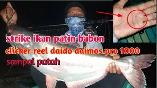 Mancing Ikan Patin | Clicker Reel Daido Daimos Pro 1000 Sampai Patah