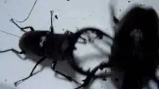 Nokogiri Kuwagata VS  Kabutomushi (No.1)