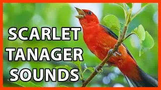 Scarlet Tanager Songs and Sounds