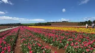Table Cape Tulip Farm Tasmania