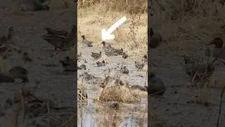 Real Ducks Prove Decoy Mistake #duckhunting