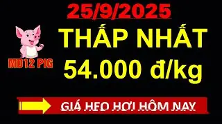 Gi&aacute; heo hơi h&ocirc;m nay 25/9/2025 | THẤP NHẤT 54.000 đ/kg | md12pig #giaheohoihomnay #giaheohoi