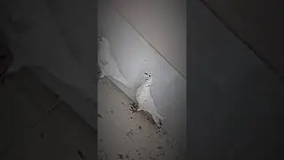 #pigeon #pigeonpigeon #kbootar #kbooter #kabutar