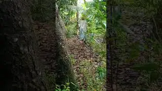 ketemu nenek-nenek di hutan marah-marah nggak jelas #shorts