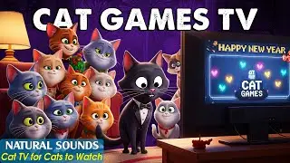STIMULATING CAT TV 😼 Cat Games - Entertainment TV for Cats to Watch - Interactive Video for Cats
