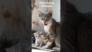 They Found a Starving Cat&mdash;What Happened After Will Melt Your Heart