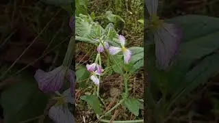 color full profile #tranding Shorts #liek popular posts #viral video