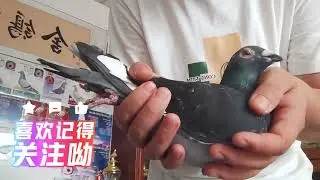 公棚前两天拿回来的隔离期满，双关鸽王9名配三关鸽王19名 直出的