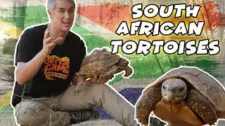 SOUTH AFRICAN TORTOISES - CrittaCam