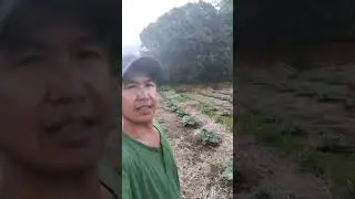 Pag aalaga ng kalabasa  ang bilis nila lumago 20days palang mula itanim direct seeding