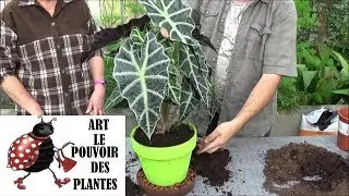 Conseils jardinage: Alocasia amazonica:  Entretien et arrosage: Plante verte d'intérieur